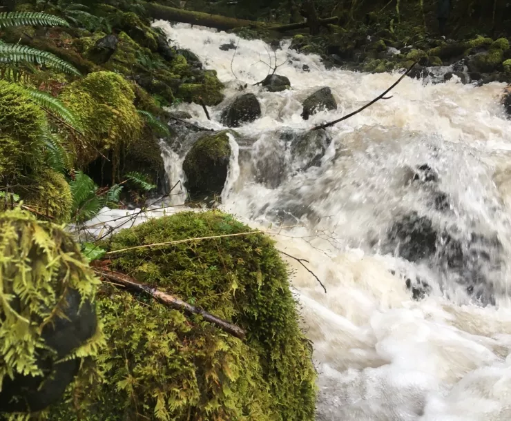 Mossy rocks in front of a stream