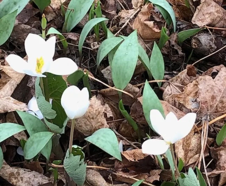 spring flowers -- trout lily 