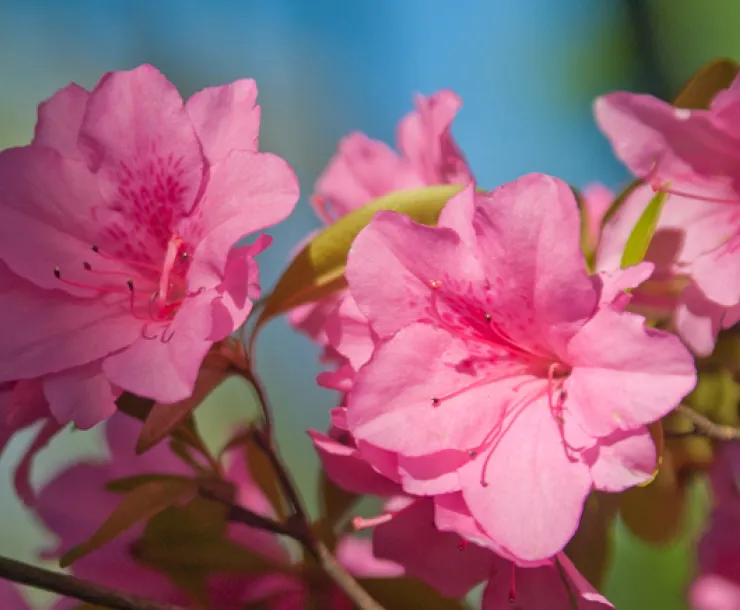 bright pink azaleas blooming