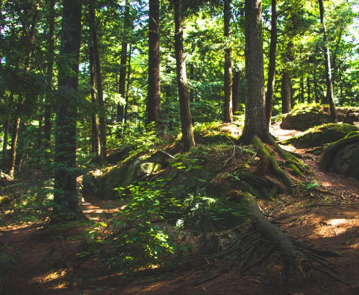Image of a sun-dappled forest floor