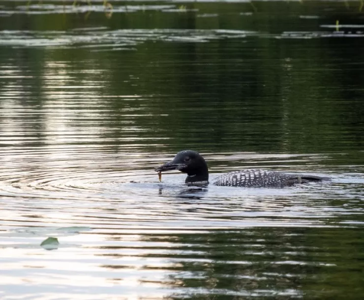 Loon swimming on a lake. Photo credit: Steve Ring