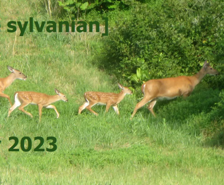 Four deer crossing a green field into the brush
