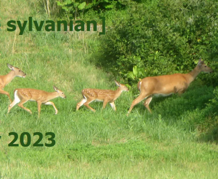 Four deer crossing a green field into the brush