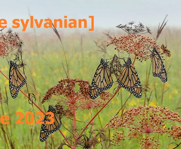 Monarch butterflies resting on flowers in a green field