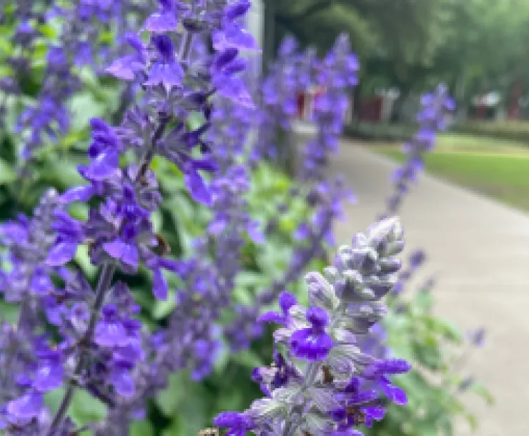 Mealy blue sage 