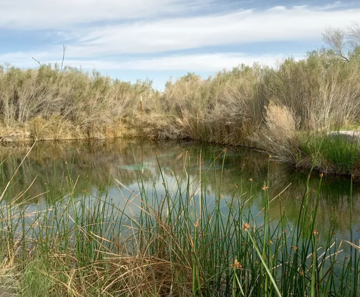 Ash Meadows