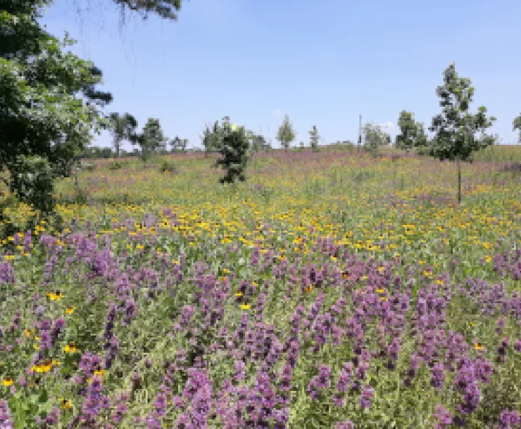 Memorial Park meadow
