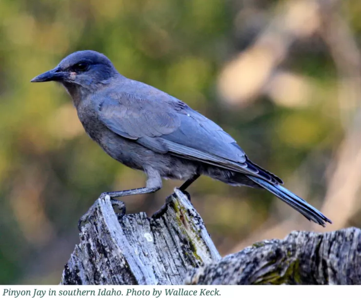 Pinyon jay