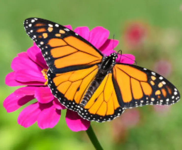 Pollinators