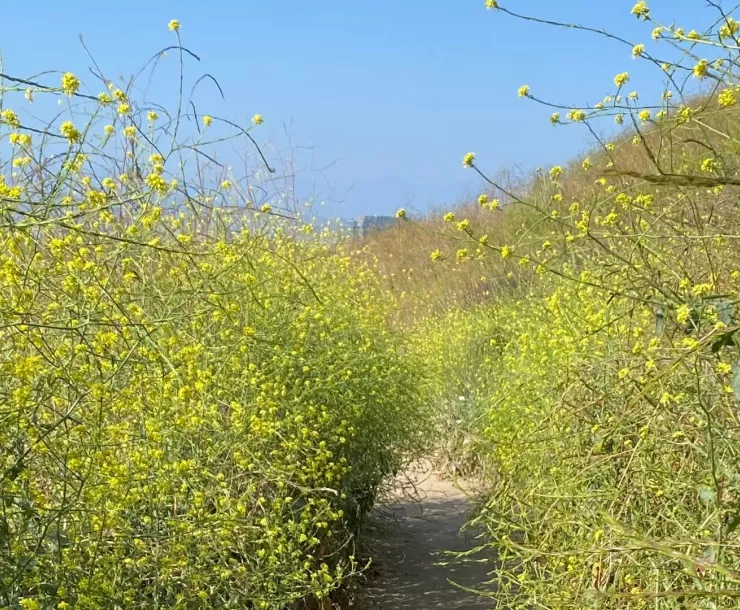 Mustard takes over trail. Photo by Esther Chase.