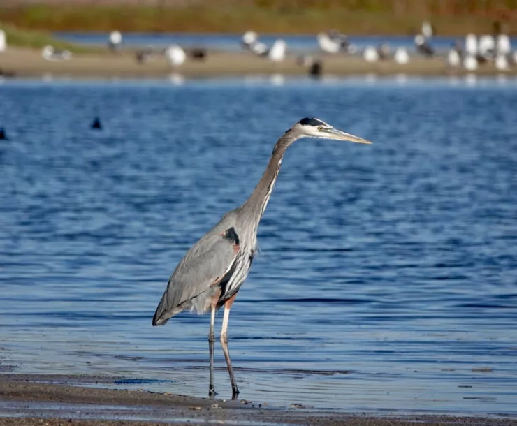 Great Blue Heron is part of the diversity of Ormond Beach, which now has a better chance for restoration (Photo by Joan Tharp)