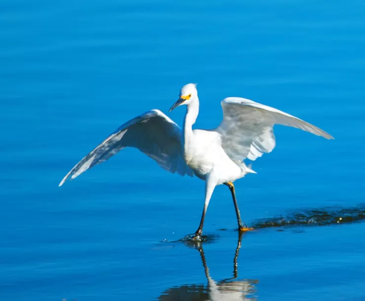 White egret walks in Santa Clara River Estuary in Ventura, California
