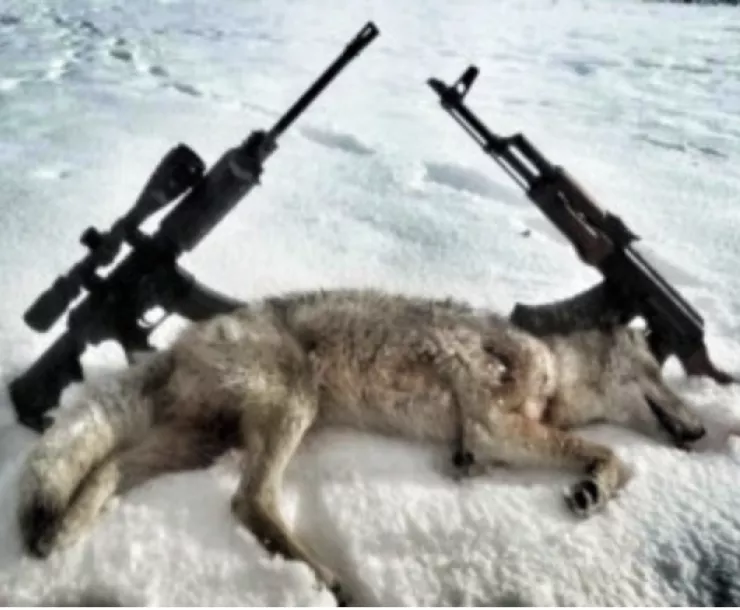 Ban Wildlife Killing Contests