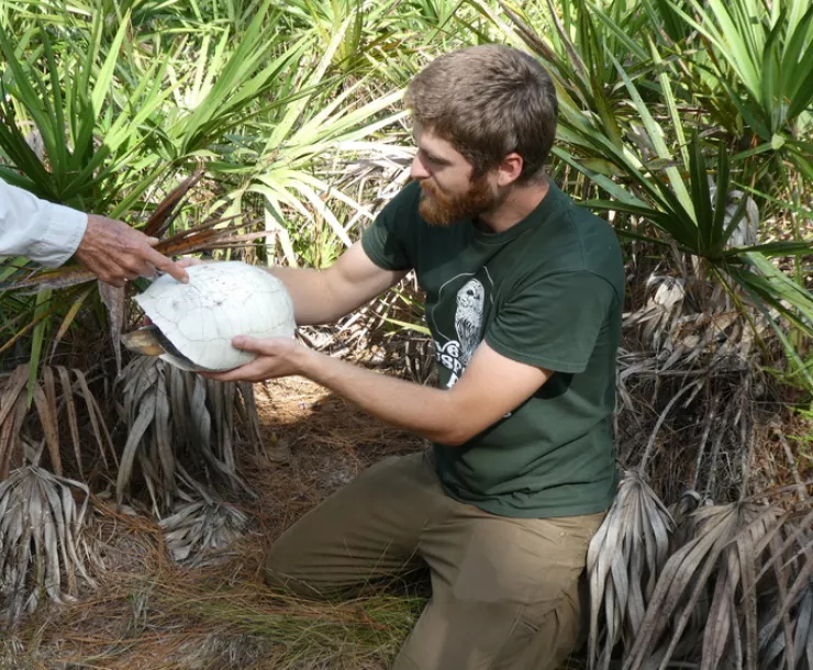 Gopher tortoise shell