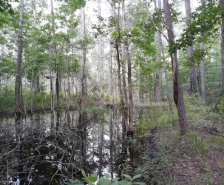 Stream in SHNF