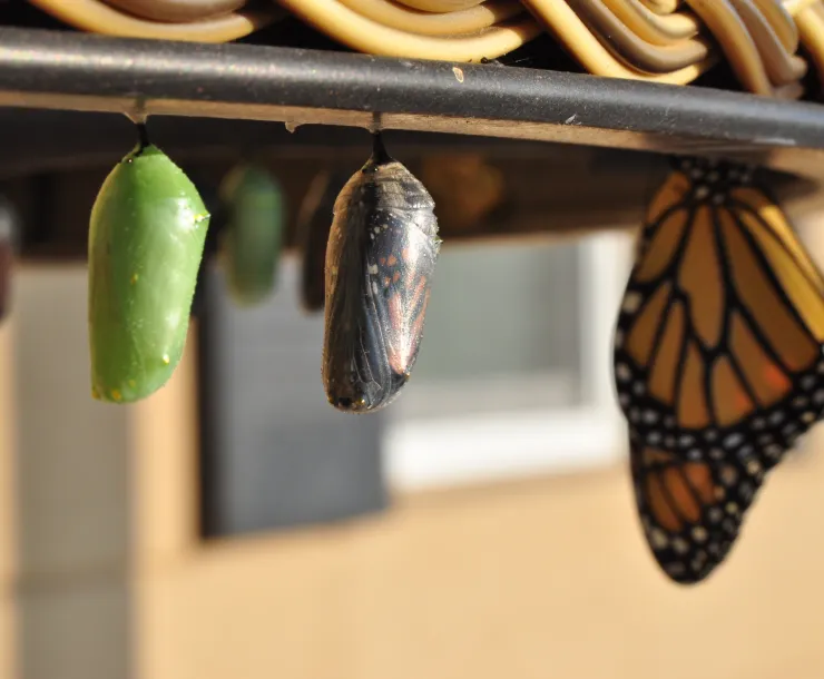 Butterfly and two cocoons going through metamorphosis.