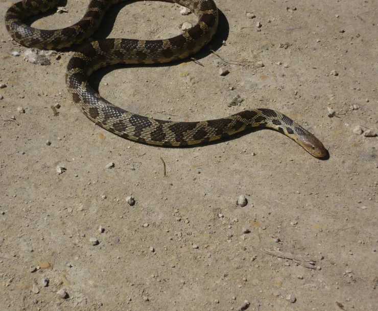 western fox snake