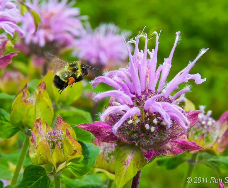 Bumble bee lands on lavender bee balm flower