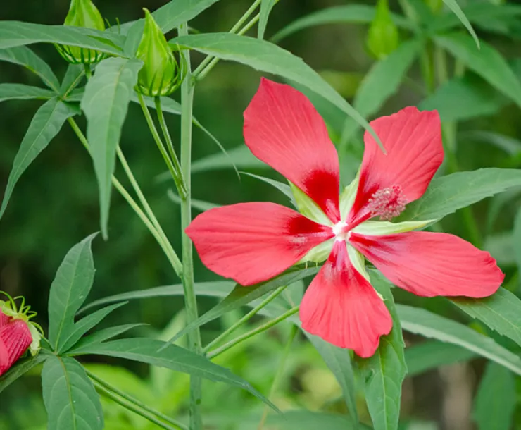 Bright red hibiscus in bloom