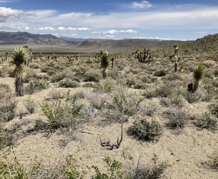 photo of Centennial Flat