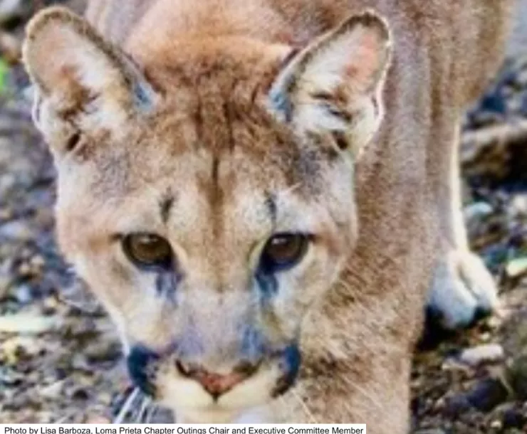Mountain Lion
