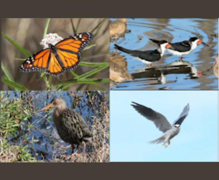 Nesting Sites