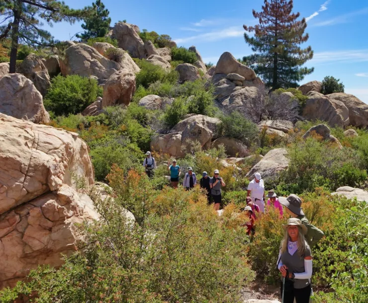 Rocky Pine Ridge