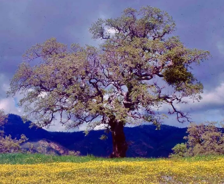 Figueroa Mountain