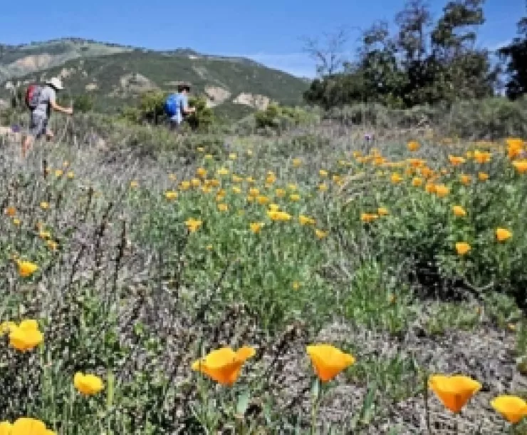 Aliso Trail