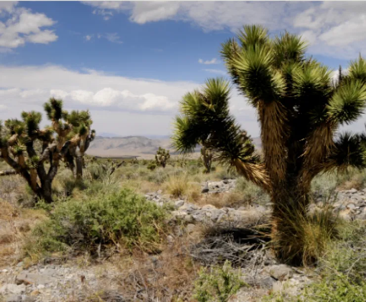 Joshua Trees