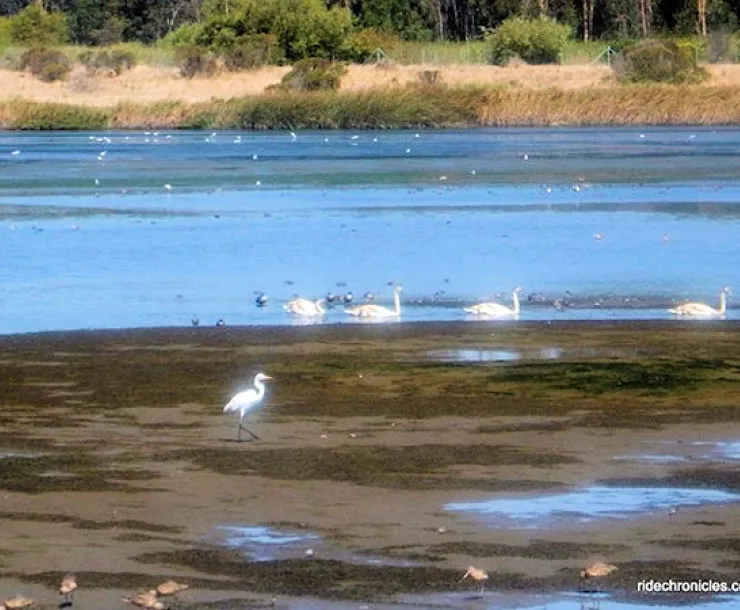 wetlands photo