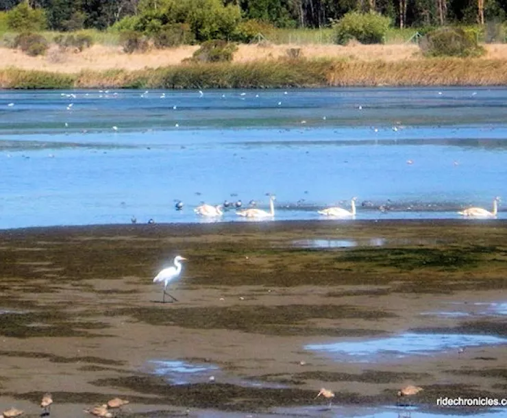 wetlands photo
