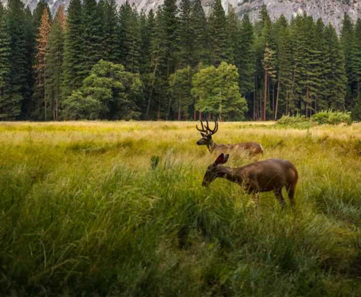 Yosemite