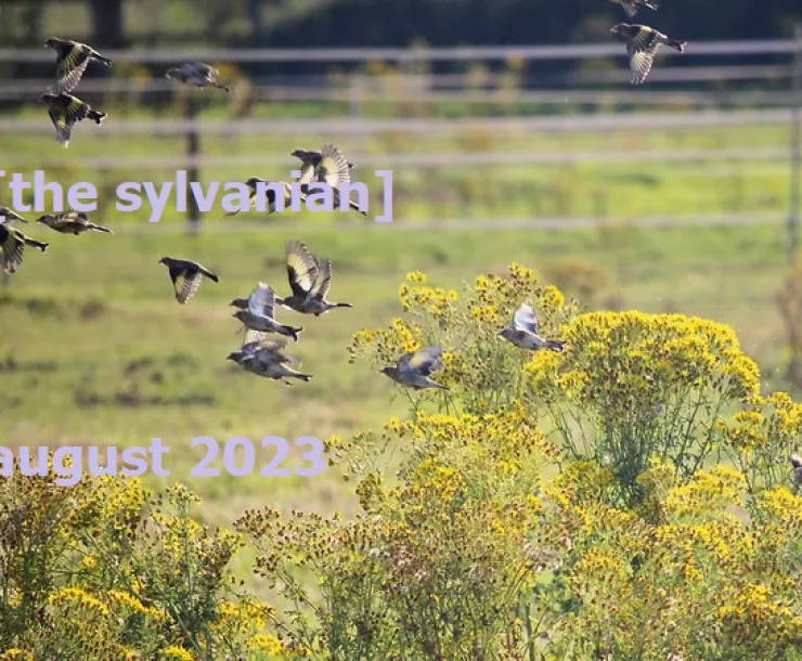 Goldfinch flock flying across a field with goldenrood