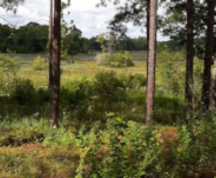 Big Thicket trees