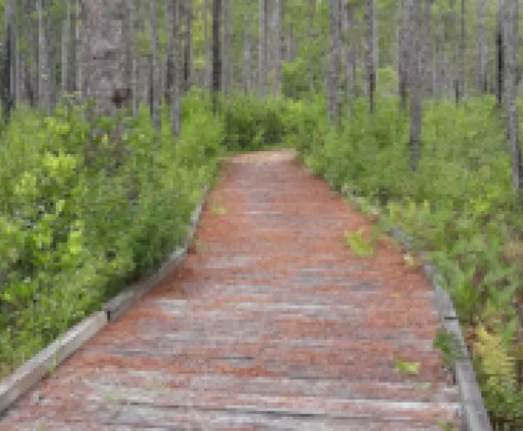 Big Thicket boardwalk