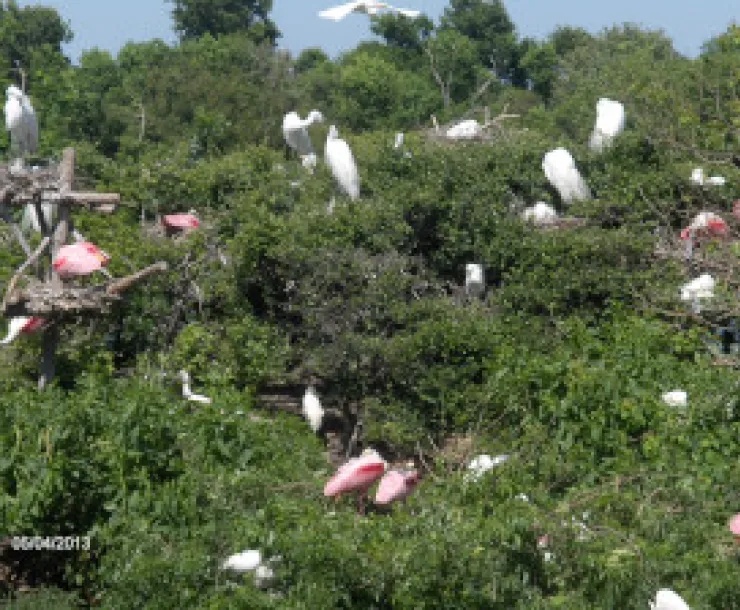 High Island Rookery