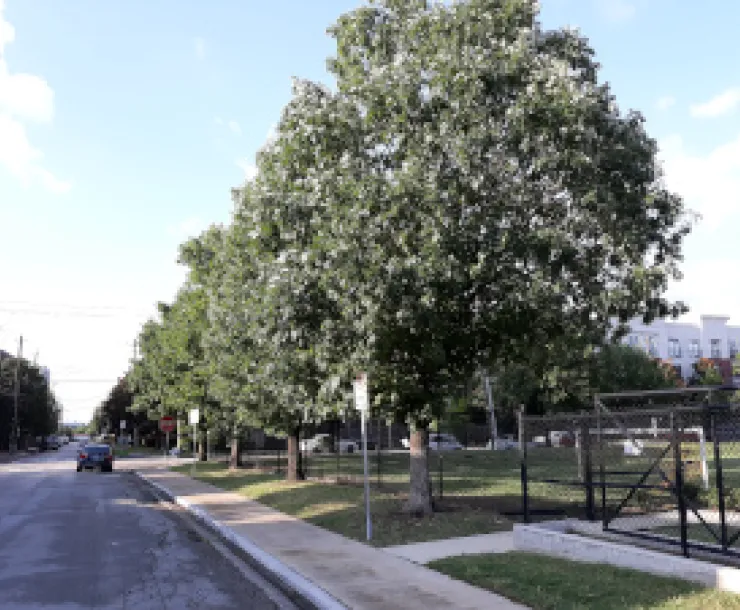 Street trees