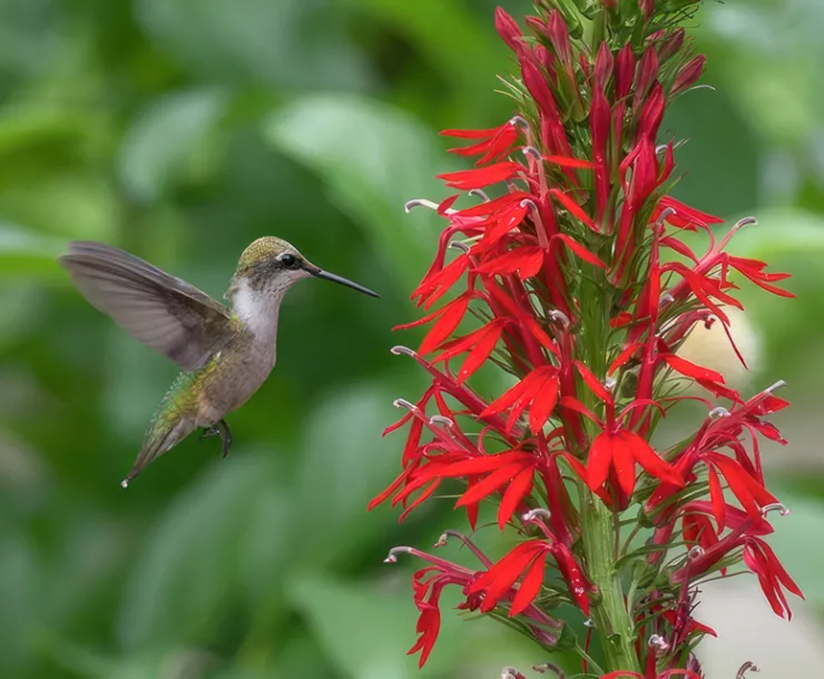 hummingbird in flight visiting a bright red cardinal flower