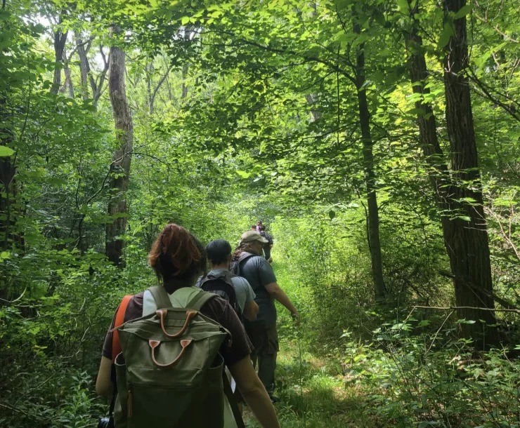 Hikers in a summer woods