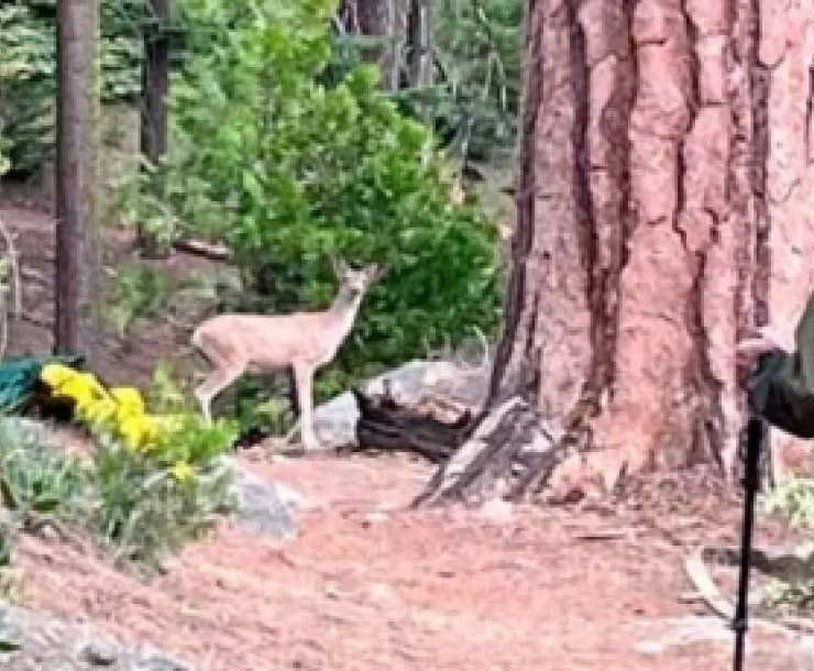 Yosemite volunteer hikes on trail with fawn