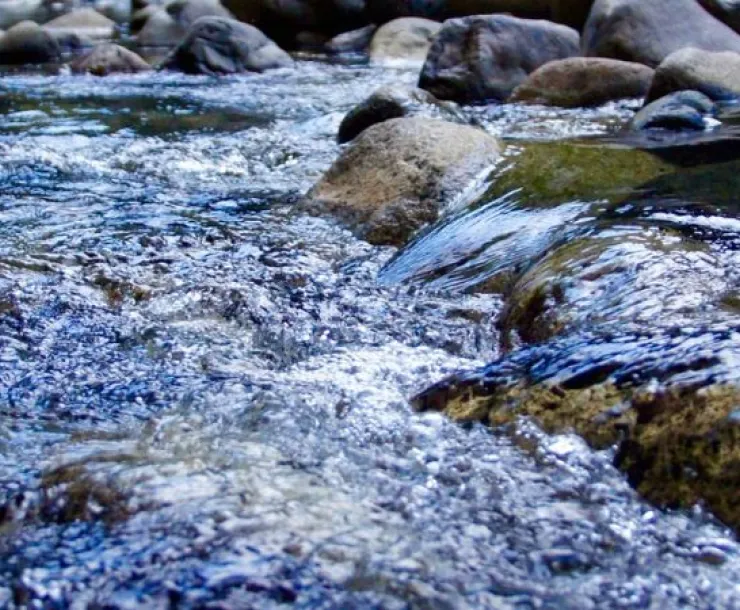 Sierra Club Water Sentinels Website Header - Babbling Brook