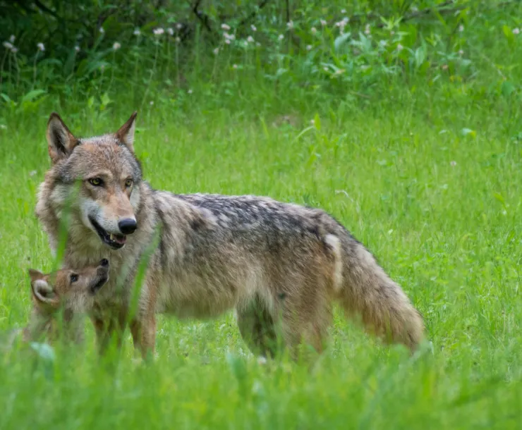 Wolf and Pup