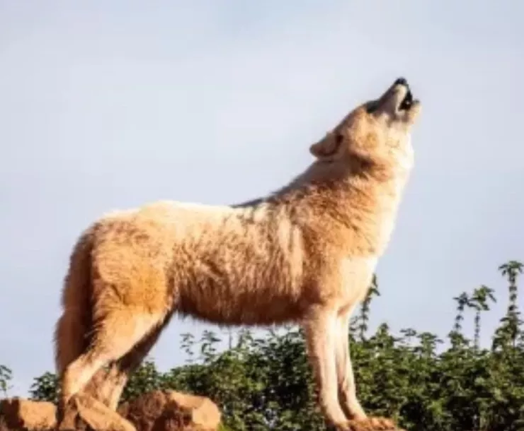 Wolf
