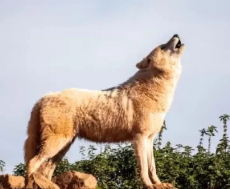 Wolf