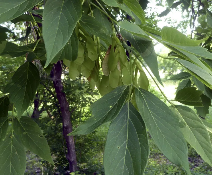 Female boxelder tree with samaras