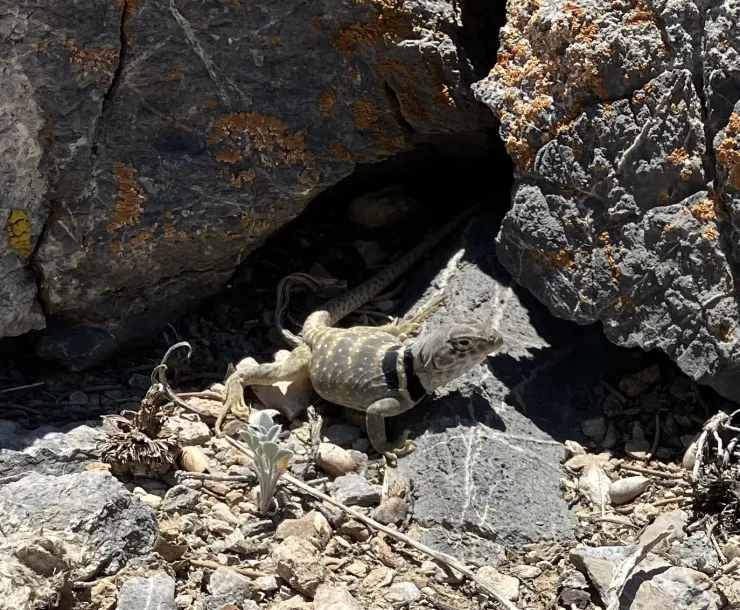 collared lizard