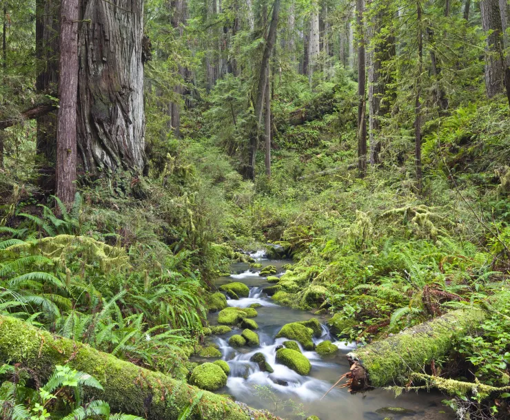 A gentle stream flows toward the viewer in a lush green forest with trees, ferns, and fallen logs.
