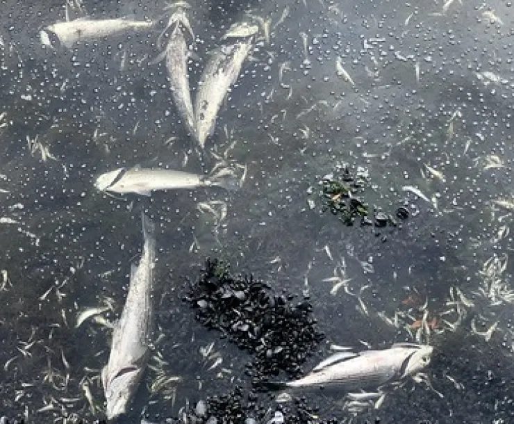 Dead fish