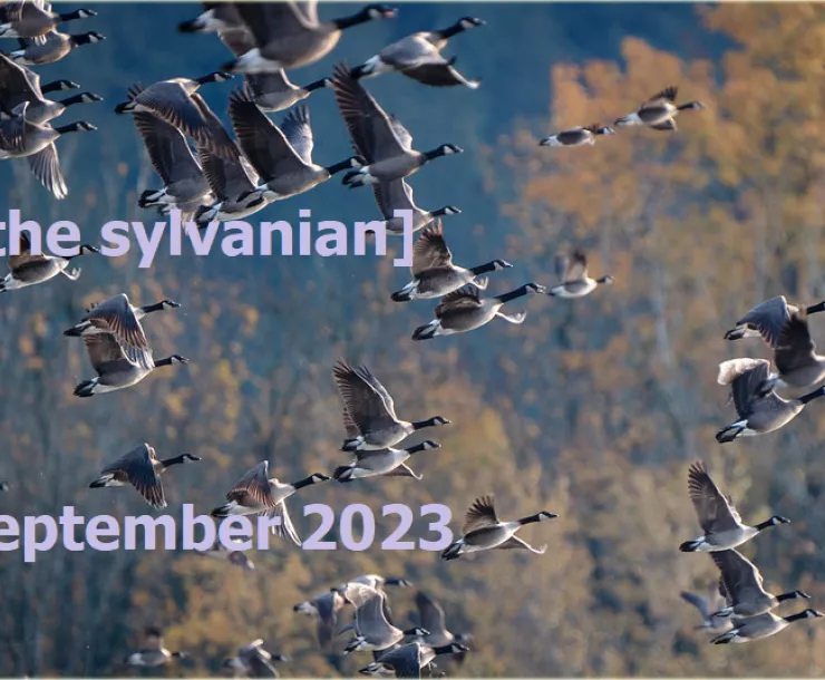 Flock of canada geese in flight with autumn foliage in the background